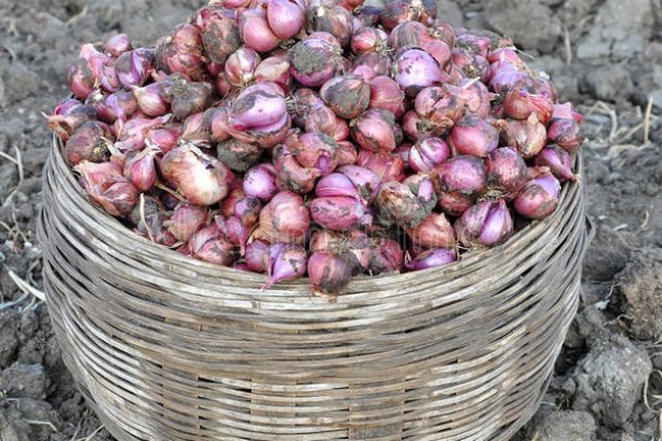 Где найти рабочую ссылку кракен