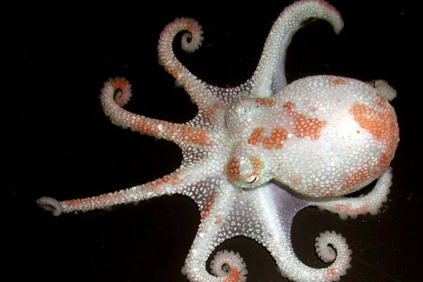 Kraken 2krn at